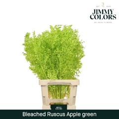 Ruscus Aculeatus Preserved Apple Green 25st