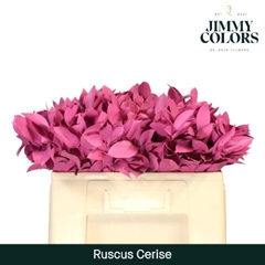 Ruscus Painted Hypophyllum Cerise 50cm