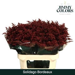 Solidago Painted Bordeaux 80cm 35gr.