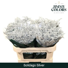 Solidago Painted Silver 80cm 35gr.