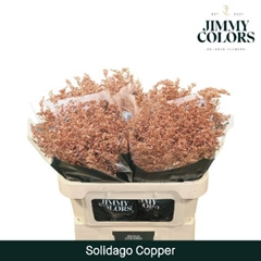 Solidago Painted Copper 80cm 35gr.