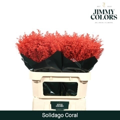 Solidago Painted Coral 70cm 25gr.