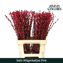 Salix Snow Flake Painted Pink 70cm