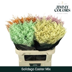 Solidago Painted Easter Mix 70cm 25gr.