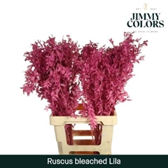 Ruscus Aculeatus Preserved Lila 25st