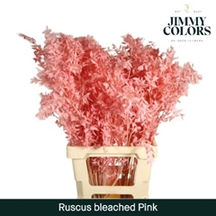 Ruscus Aculeatus Preserved Pink 25st