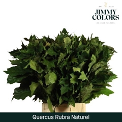 Quercus Rubra 80cm