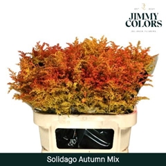 Solidago Painted Autumn Mix 70cm 25gr.
