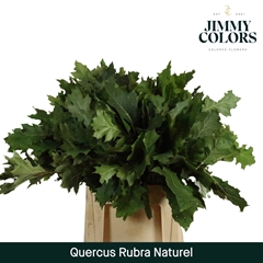 Quercus Rubra 50cm