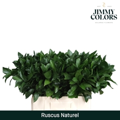 Ruscus Hypophyllum 60cm