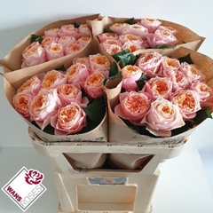 Rosa Vuvuzela 70cm