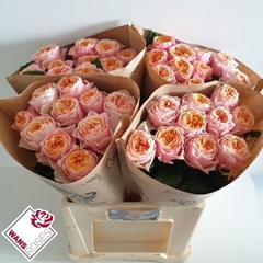Rosa Vuvuzela 60cm