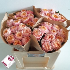 Rosa Vuvuzela 50cm