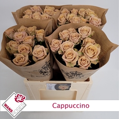 Rosa Cappuccino 60cm
