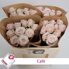 Rosa Garden Café! 50cm