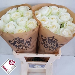 Rosa Lady Lindsey 60cm