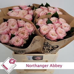 Rosa Northanger Abbey 60cm