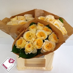 Rosa Persuasion 40cm