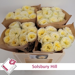 Rosa Solsbury Hill 50cm