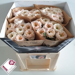 Rosa Tinkerbell! 60cm