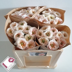 Rosa Tinkerbell! 50cm
