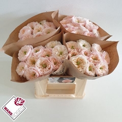 Rosa Tinkerbell! 40cm