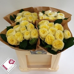 Rosa White Vuvuzela 50cm