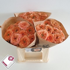 Rosa Living Coral 40cm