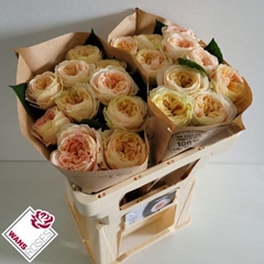 Rosa Priscilla! 60cm