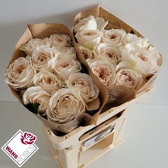Rosa Shade Of Beige! 50cm