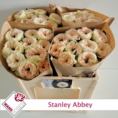 Rosa Stanley Abbey 50cm