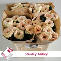 Rosa Stanley Abbey 60cm