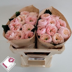 Rosa Sweet Diamond 50cm