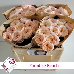 Rosa Sweetheart Paradise Beach 50cm