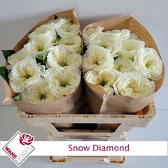 Rosa Snow Diamond 50cm