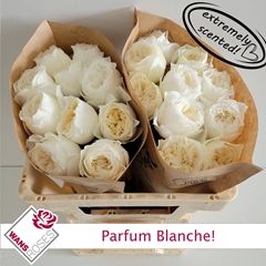 Rosa Parfum Blanche! 50cm