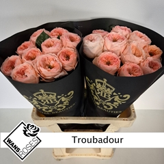 Rosa Troubadour 60cm