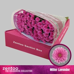 Chrysanth Santini Miller Lavender 55cm 48gr.