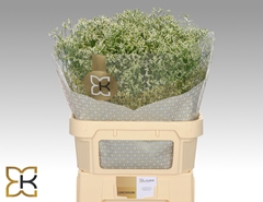 Limonium Sinense Clear Diamond 80cm 40gr.