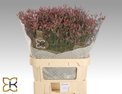 Limonium Sinense Scarlet Diamond 80cm 35gr.