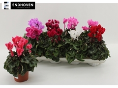 Cyclamen Super Serie Allure 10Ø 21cm