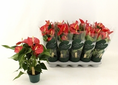 Anthurium Vulcano 12Ø 40cm