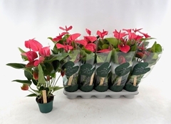 Anthurium Melito 12Ø 40cm