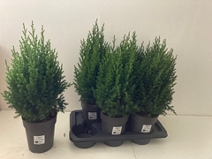 Juniperus Stricta 17Ø 55cm