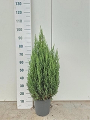 Juniperus Stricta 24Ø 100cm