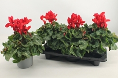 Cyclamen Super Serie Mammoth 17Ø 38cm