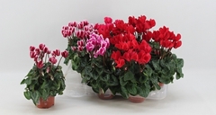 Cyclamen Super Serie Verano 9Ø 18cm