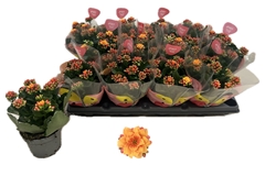 Kalanchoe Double More Flowers Lausanne 10Ø 22cm
