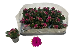 Kal Ge Rf Eliana 6Ø 12cm