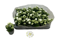 Kalanchoe Double Rose Flowers Greta 6Ø 12cm